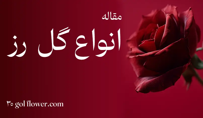 انواع گل رز