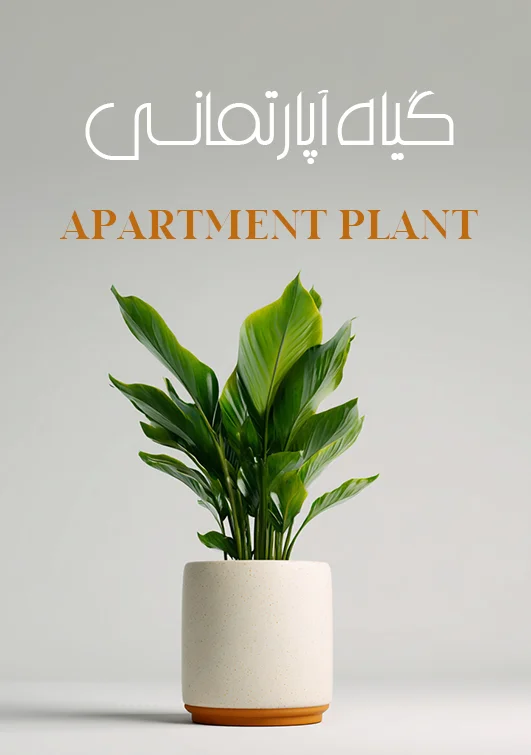 گل آپارتمانی