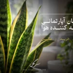 لیست بهترین گیاهان تصویه هوا در آپارتمان و محل کار | سی گل