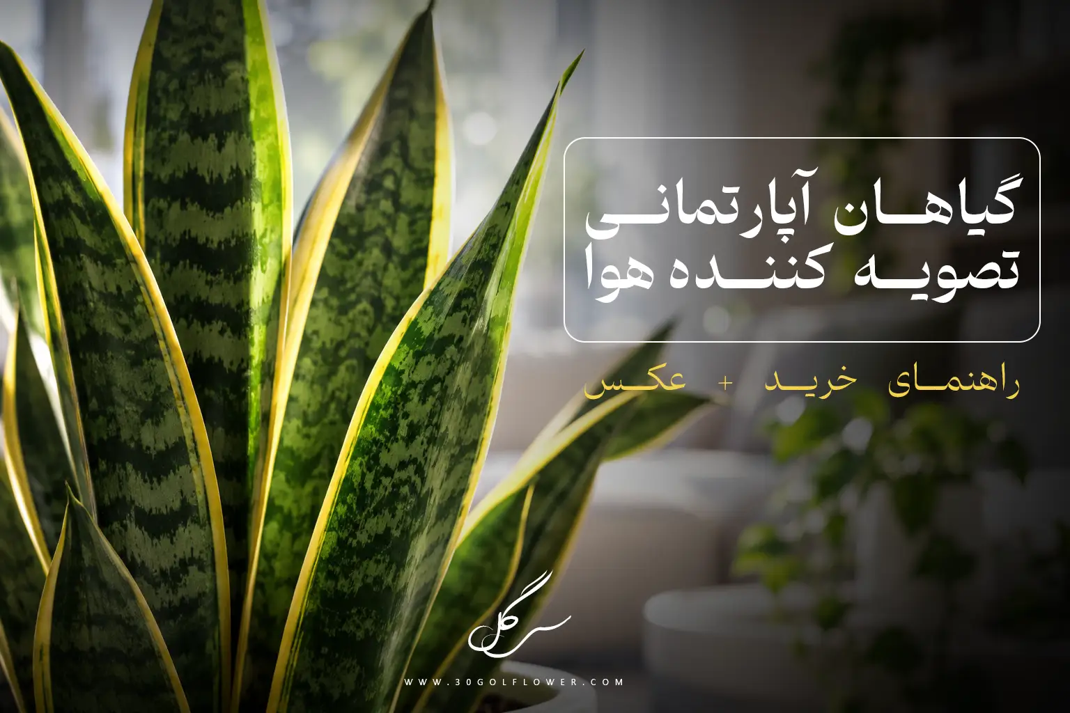 لیست بهترین گیاهان تصویه هوا در آپارتمان و محل کار | سی گل