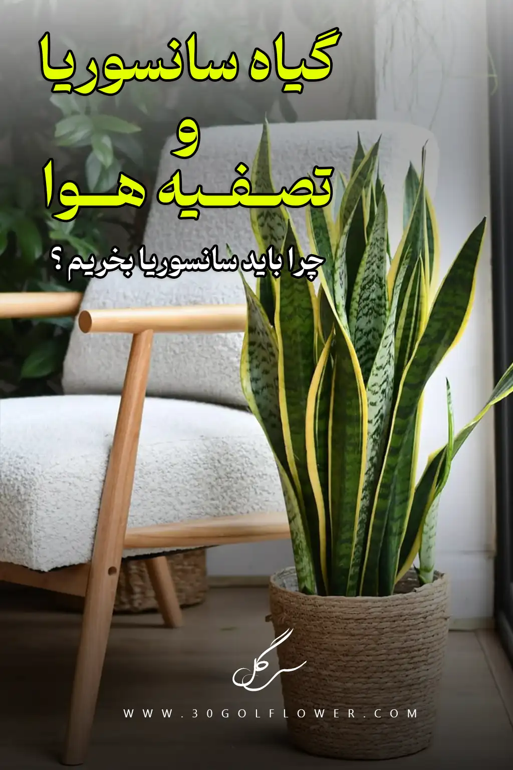 گیاه سانسوریا و تصفیه هوا - هوای پاکیزه و تازه سی گل
